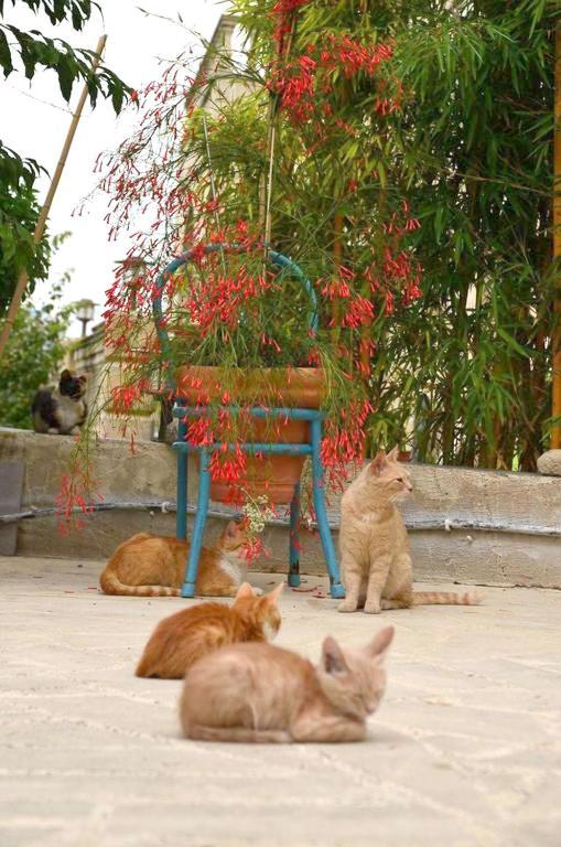 Faith'S Stone House Guest House Simou Luaran gambar